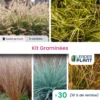 Collection De 15 Graminées - 5 Variétés - Lot De 30 Plants En Godet -Jardin Harmonie Soldes Boutique 6495cfc1cd3cc2.47233520
