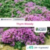 45 X Thym Laineux Rampant Woody En Godet -Jardin Harmonie Soldes Boutique 6495cfc23cd5e5.26229977