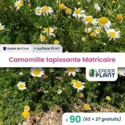 90 X Camomille Tapissante - Matricaire Gazonnante En Godet