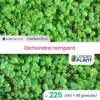 225 X Dichondra Rampant En Godet -Jardin Harmonie Soldes Boutique 6495cfc5560c77.89063912