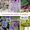 Kit Rocaille Mellifère - 6 Variétés – Lot De 12 Plants En Godet -Jardin Harmonie Soldes Boutique 6495cfc628f221.74826860
