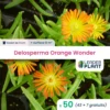 50 X Delosperma Orange Wonder ® En Godet -Jardin Harmonie Soldes Boutique 6495cfc8861cf7.82384321
