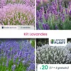 Collection De Lavandes - 4 Variétés - Lot De 20 Plants En Godet -Jardin Harmonie Soldes Boutique 6495cfc9bf4327.89128983