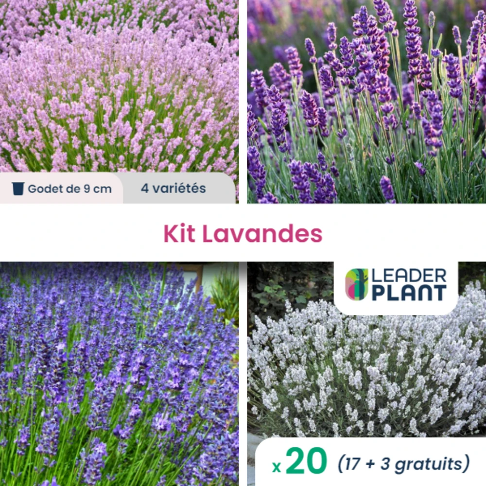 Collection De Lavandes - 4 Variétés - Lot De 20 Plants En Godet 3 Collection De Lavandes - 4 Variétés - Lot De 20 Plants En Godet