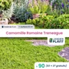 90 X Camomille Romaine Treneague En Godet -Jardin Harmonie Soldes Boutique 6495cfca821e43.08496040