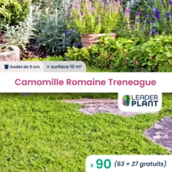 90 X Camomille Romaine Treneague En Godet