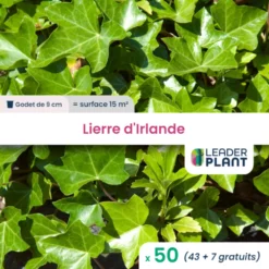 50 X Lierre D'irlande En Godet