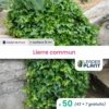 50 X Lierre Commun En Godet -Jardin Harmonie Soldes Boutique 6495cfd04112a1.12768717