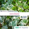 100 X Lierre Glacier En Godet -Jardin Harmonie Soldes Boutique 6495cfd0b28b78.34552503