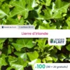 100 X Lierre D'irlande En Godet -Jardin Harmonie Soldes Boutique 6495cfd1397318.60725665