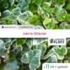 11 X Lierre Glacier En Godet -Jardin Harmonie Soldes Boutique 6495cfd19ce645.88542606