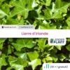 11 X Lierre D'irlande En Godet -Jardin Harmonie Soldes Boutique 6495cfd26ef9e8.31855570