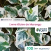 100 X Lierre Gloire De Marengo En Godet -Jardin Harmonie Soldes Boutique 6495d3176d33b4.41350846