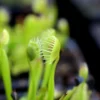 Dionaea Muscipula 'cupped Trap' Caractéristique - Pot 7 Cm -Jardin Harmonie Soldes Boutique 6495d31d188569.74530901
