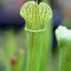 Sarracenia X (x Excellens X Readii) Caractéristique - Pot 12 Cm -Jardin Harmonie Soldes Boutique 6495d31d857e25.70515924