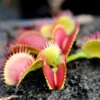 Dionaea Muscipula Bimbo Caractéristique - Pot 7 Cm -Jardin Harmonie Soldes Boutique 6495d31e157a34.42966304