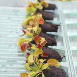 Mottes De Dionaea Muscipula à Rempoter X 6 Caractéristique - 6 X Mottes