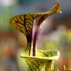 Sarracenia Flava Var. Ornata Caractéristique - Pot 12 Cm