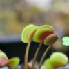 Dionaea Muscipula 'red Piranha' Caractéristique - Pot 7 Cm -Jardin Harmonie Soldes Boutique 6495d320c1d143.51821368