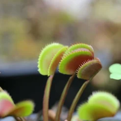 Dionaea Muscipula 'red Piranha' Caractéristique - Pot 7 Cm