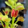 Dionaea Muscipula 'uk Sawtooth Ii' Caractéristique - Pot 7 Cm -Jardin Harmonie Soldes Boutique 6495d321381e03.93250788