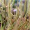 Drosera Binata Var. Dichotoma Forme Géante Caractéristique - Pot 9 Cm -Jardin Harmonie Soldes Boutique 6495d323cbdd08.60452973
