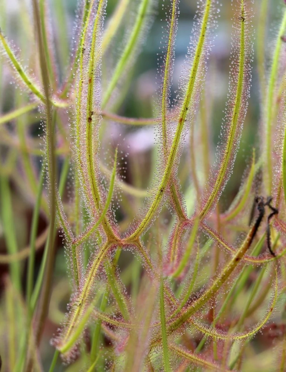Drosera Binata Var. Dichotoma Forme Géante Caractéristique - Pot 9 Cm 3 Drosera Binata Var. Dichotoma Forme Géante Caractéristique - Pot 9 Cm