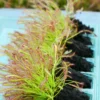 Mottes De Drosera Capensis à Rempoter X 6 Caractéristique - 6 X Mottes -Jardin Harmonie Soldes Boutique 6495d3249fdff8.43673219