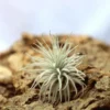 Tillandsia Tectorum - 8 à 10 Cm