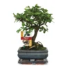 Bonsaï Orme Chinois - Ulmus Parviflora - Ca. 6 Ans - Forme Sphérique -Jardin Harmonie Soldes Boutique 6495d327911158.20536097