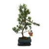 Tranche De Pierre De Bonsaï - Podocarpus Macrophyllus - Environ 6 Ans -Jardin Harmonie Soldes Boutique 6495d328ecfd09.91069368