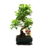 Troène Chinois Du Bonsaï - Ligustrum Sinensis - Env. 6 Ans -Jardin Harmonie Soldes Boutique 6495d329d0cc23.46370647