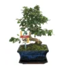 Bonsaï Fukientee - Carmona Microphylla - Environ 8 Ans -Jardin Harmonie Soldes Boutique 6495d32b00b8b2.75237244