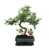 Poivre De Bonsaï Szechuan - Zanthoxylum Piperitum - Env. 10 Ans -Jardin Harmonie Soldes Boutique 6495d32ca20784.36797758