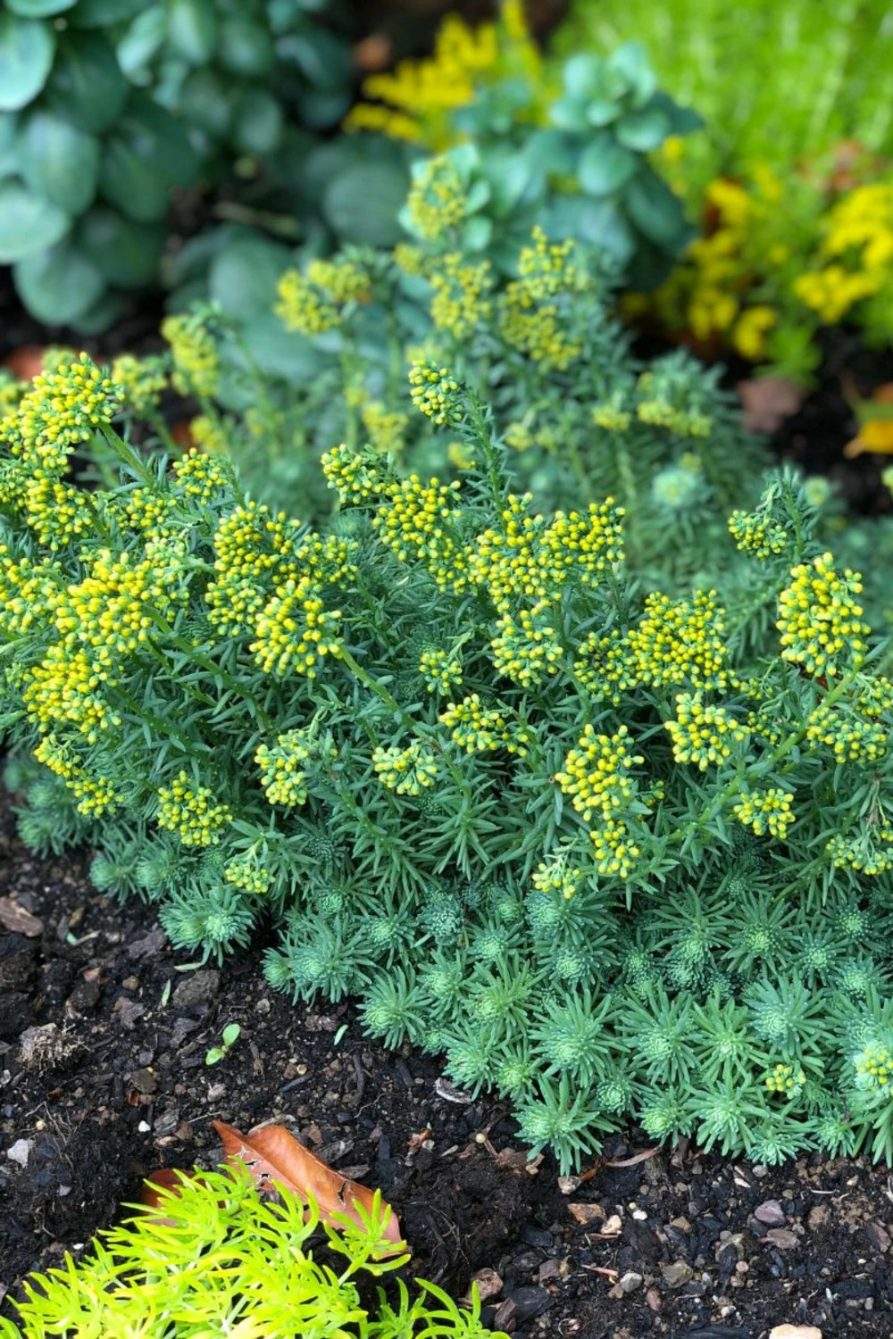 Orpin 'blue Carpet' - 3l 3 Orpin 'blue Carpet' - 3l