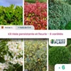Kit Haie Persistante Et Fleurie - 6 Variétés – Lot De 6 Plants En Pot De 1 L -Jardin Harmonie Soldes Boutique 6495d33832a3e0.72479040