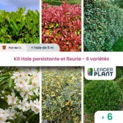 Kit Haie Persistante Et Fleurie - 6 Variétés – Lot De 6 Plants En Pot De 1 L