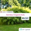 11 X Bambou Fargesia Rufa En Pot De 5 L -Jardin Harmonie Soldes Boutique 6495d338b54e80.96765779
