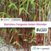 11 X Bambou Fargesia Asian Wonder En Pot De 2 L -Jardin Harmonie Soldes Boutique 6495d6a3b27fe2.75904648