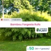 50 X Bambou Fargesia Rufa En Pot De 5 L -Jardin Harmonie Soldes Boutique 6495d6ae4921a4.12116176