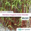 50 X Bambou Fargesia Asian Wonder En Pot De 10 L -Jardin Harmonie Soldes Boutique 6495d6b04ec558.98004047