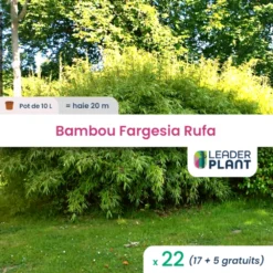 22 X Bambou Fargesia Rufa En Pot De 10 L