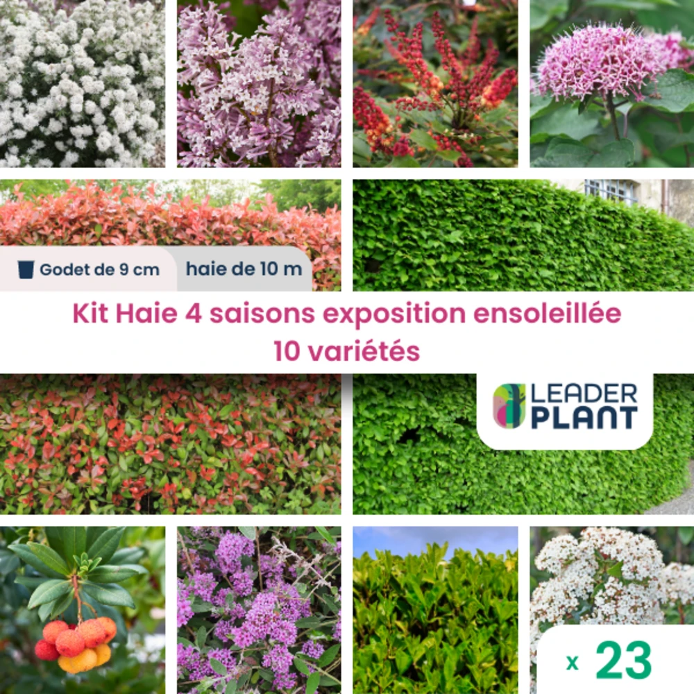 Kit Haie 4 Saisons Exposition Ensoleillée - 10 Variétés – Lot De 23 Plants En Godet 3 Kit Haie 4 Saisons Exposition Ensoleillée - 10 Variétés – Lot De 23 Plants En Godet