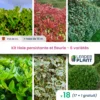 Kit Haie Persistante Et Fleurie 6 Variétés – Lot De 18 Plants En Pot De 4 L -Jardin Harmonie Soldes Boutique 6495d6b8d179f4.18517274