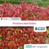 100 X Photinia Red Robin En Pot De 1 L -Jardin Harmonie Soldes Boutique 6495d6b93cc429.16728885