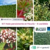 Kit Haie Persistante Et Fleurie 6 Variétés – Lot De 18 Plants En Godet 1 Kit Haie Persistante Et Fleurie 6 Variétés – Lot De 18 Plants En Godet -Jardin Harmonie Soldes Boutique 6495d6ba622c89.22873413