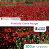 100 X Photinia Carré Rouge En Pot De 1 L -Jardin Harmonie Soldes Boutique 6495d6bab9c753.50335941