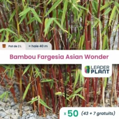50 X Bambou Fargesia Asian Wonder 60/70 En Pot De 2 L