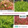 Kit Haie Basse Persistante - 4 Variétés - Lot De 100 Plants En Godet -Jardin Harmonie Soldes Boutique 6495d6c16ffdd7.90269543
