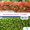 Duo Photinias Rouge Et Lauriers Verts – 2 Variétés – Lot De 12 Plants En Godet -Jardin Harmonie Soldes Boutique 6495d6c40fc149.39364535